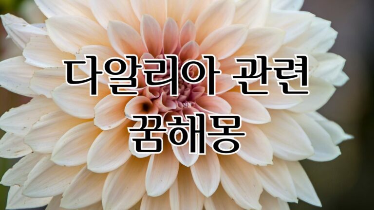 다알리아 관련 꿈해몽