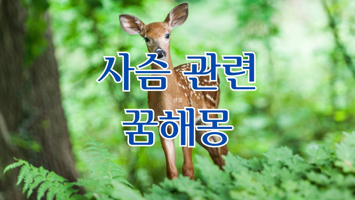 사슴 관련 꿈해몽
