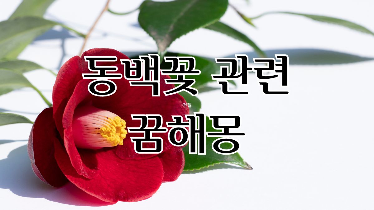 동백꽃 관련 꿈해몽
