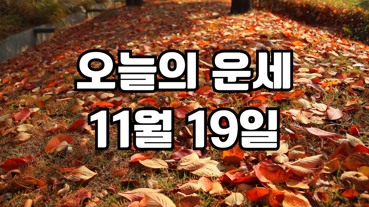 오늘의운세 11월 19일